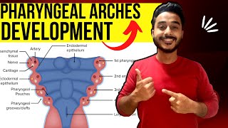 pharyngeal arches development embryology  development of pharyngeal arches derivative embryology [upl. by Gwenny245]