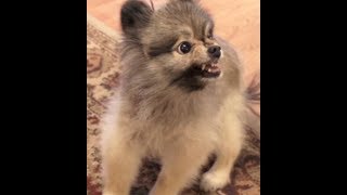 Angry Pomeranian [upl. by Odraode]