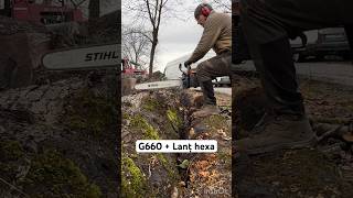 G660 vs Stejar shorts stihl romania woodworking drujba [upl. by Shaefer]