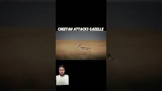 Super Boy Help Gizelle animals cheetah edit wildlife viralvideo blackpanther respect [upl. by Gazzo]