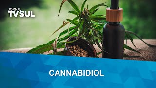 Cannabidiol no tratamento da dor [upl. by Llenrev]