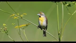 Dickcissel  Spiza americana [upl. by Riana]