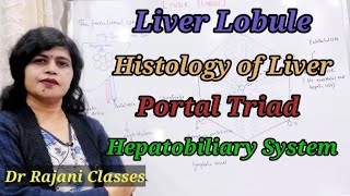 LiverLobule  Histology of liver  Portal triad  Hepatobiliary duct system liverphysiology [upl. by Netsuj338]