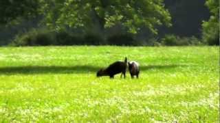 Muntjac Buck And Doe Rutting Action Fimed In Oxfordshire England [upl. by Early]