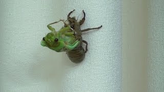 Cicada Nymph Emerging  Time Lapse [upl. by Cousins660]