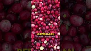 RISIKO PANEN BUAH PROFIT 23 MILIAR [upl. by Yentirb]