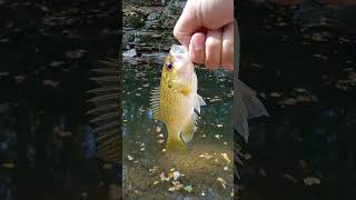 Rock Bass are biting [upl. by Lenee]