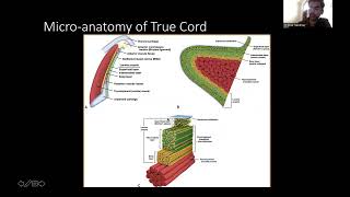 Applied Anatomy Of Larynx And Hypopharynx Dr Shikhar Sawhney [upl. by Henrietta184]