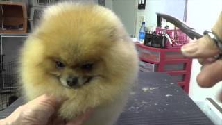 Grooming the Show Pomeranian part three [upl. by Nais]