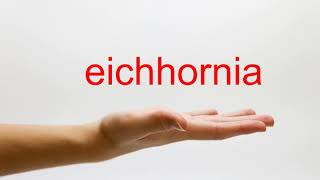 How to Pronounce eichhornia  American English [upl. by Tychon]