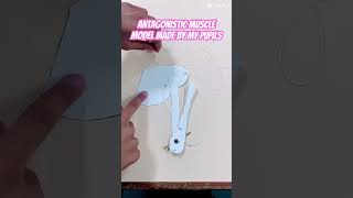 AMAZING WORK ON ANTAGONISTIC MUSCLES MADE BY MY PUPILS 💪 PART 1 school scienceexperiment [upl. by Dempstor]