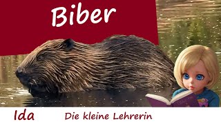 BIBER  Kinder Tierbeschreibung von Ida der kleinen Lehrerin  Tierdoku  Kurze Dokumentation [upl. by Ayikin]