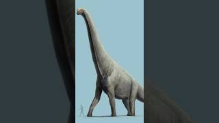 Braquiossauro vs Giraffatitan dinosaur shorts animals explore curiosidades [upl. by Lianne]