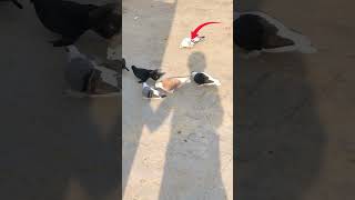 Pigeons Sale kardiay🕊😍israrkazoo pigeon trending pigeonbird bird viral [upl. by Fried]