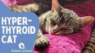 Helping Your Cats with Hyperthyroidism Holistically [upl. by Amapuna]