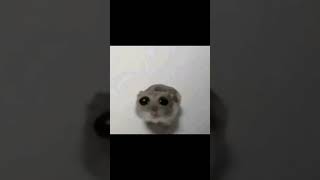 SAD HAMSTER ORIGINAL MEME sadhamster meme hamster shorts trends funny sad 2024 trend [upl. by Eno]