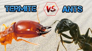 ANTS vs TERMITES  Epic Battle Between Two Largest Armies [upl. by Serene117]