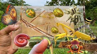 Hunting insect with village boys i just met‼️catch locus golden beetlespider yellow mantislizard [upl. by Rivi]