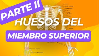 ✔ANATOMIA DE LOS HUESOS DEL MIEMBRO SUPERIOR HUMERO RADIO Y CUBITO  ANATOMIA👍 [upl. by Hsilgne284]