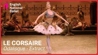 Le Corsaire Odalisque with Shiori Kase extract  English National Ballet [upl. by Nyladnewg]