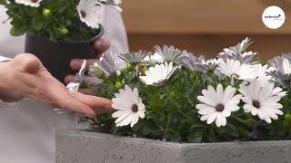 Osteospermum FlowerPower® White 22 [upl. by Jelle]