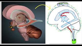Système nerveux  Système ventriculaire [upl. by Fisuoy519]