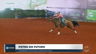 Potro do Futuro Competição é vitrine para criadores de cavalo [upl. by Barton]