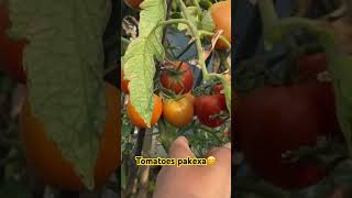 Organic tomato 🍅 Botmai pakexa😀 shortsfeed shortvideo rooftopgardening [upl. by Larner280]