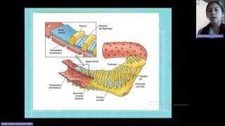 SISTEMA URINARIOHISTOLOGIACORDOVA DUARTE DIANA THALIALECTURA3 [upl. by Moselle]