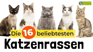 Top 16  Die beliebtesten Katzenrassen 🐱 [upl. by Neerac219]