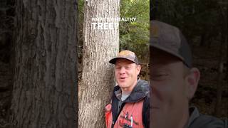 What’s a healthy tree tree trees forest nature wildlife biodiversity short shorts [upl. by Adnarym]