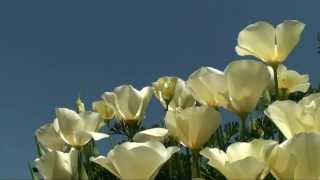 Eschscholzia californica Alba White California Poppy blooming  פרג קליפורניה אלבה פורח [upl. by Mcgrody888]