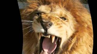 LE LION EST MORT CE SOIR HENRI SALVADOR  LYRICS paroles [upl. by Corrina557]