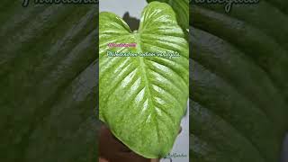 SODIROI VARIEGATED PHILODENDRONfresh cutting philodendron tanamanhias plants [upl. by Afrika863]