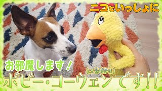 愛犬に新たなお友達を紹介してみた【ニコといっしょに】【豊崎愛生】 [upl. by Erbua]