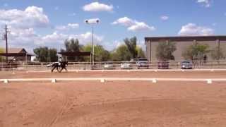 SOLD CHESTNUT OAKS DRUMMER BOY ROMEO DRUM HORSE USDF DRESSAGE DRUM HORSE CHOCOLATE DAPPLE [upl. by Aharon]