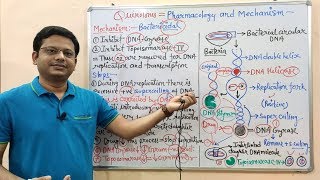 Chemotherapy of Antibiotics Part14 Quinolones Introduction amp Mechanism of Action  Antibiotics [upl. by Radmilla827]