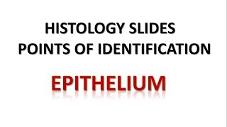 Epithelium Histology Points of Identification [upl. by Merilyn157]