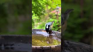 Feeding the birds is a rewarding task waterbirds waterbird nature waterfowl [upl. by Guzel]