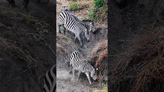 🇹🇿 Safari in Tarangire National Park in Tanzania  we saw herds of elephants and other wildlife [upl. by Schick499]