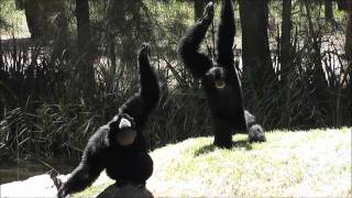 Siamang Gibbons at Dubbo Zoo [upl. by Brenda]