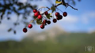 GRAZALEMA 2024 Timelapse RUTA circular SENDERISMO [upl. by Aciria641]