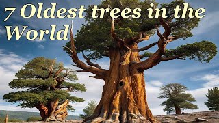 7 Oldest trees in the World  दुनिया के 7 सबसे पुराने पेड़ [upl. by Tiffy574]