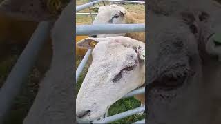 Wait GOLDENfleeced Sheep Exist 🤔 [upl. by Malaspina]