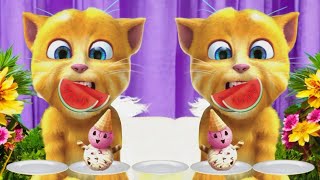 LIVE MY TALKING GINGER CUTE CAT [upl. by Voe]