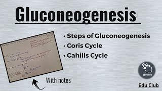 Gluconeogenesis  Cori cycle  Cahill cycle  Carbohydrate metabolism  Biochemistry [upl. by Leunamme]