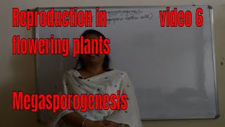 MEGASPOROGENESIS BIOLOGY  ISC CBSE NEET Board exams [upl. by Antoni]