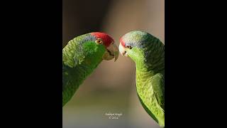 Red crowned parrots in love redcrownedparrots redcrownedamazon [upl. by Eiramaneet]