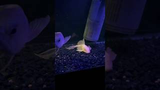 Arowana Killing pleco feedingfish [upl. by Assina777]