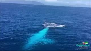 Whale watching  Migaloo visits Green Island  Big Cat Cruises [upl. by Katinka250]